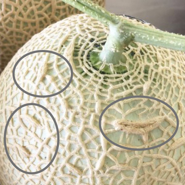 a12-068　訳あり 静岡マスクメロン【1玉】