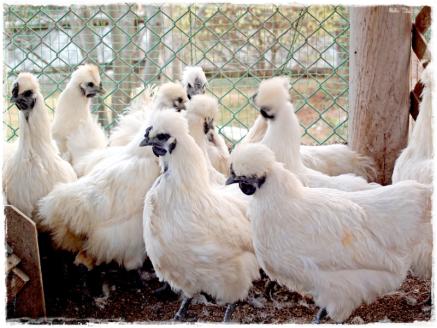 a17-074　農林水産大臣賞受賞　特上烏骨鶏卵伊達巻 セット