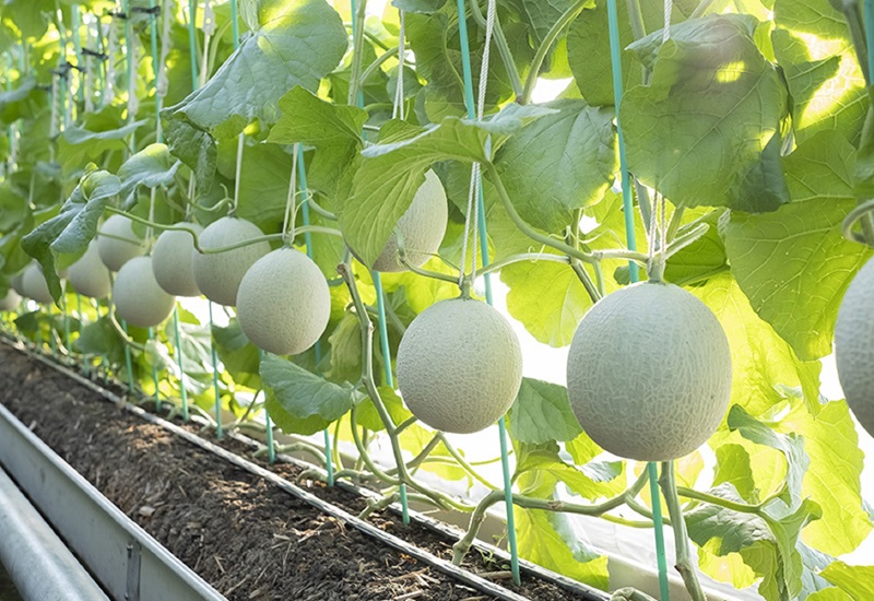 a32-026　メロン 温室 アローマ 果物 ハウス 白等級 2玉 GABA