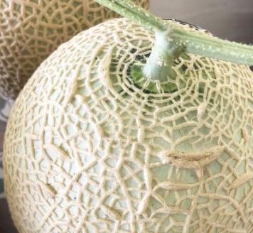 a36-008　訳あり 静岡マスクメロン【1玉】×定期便3回