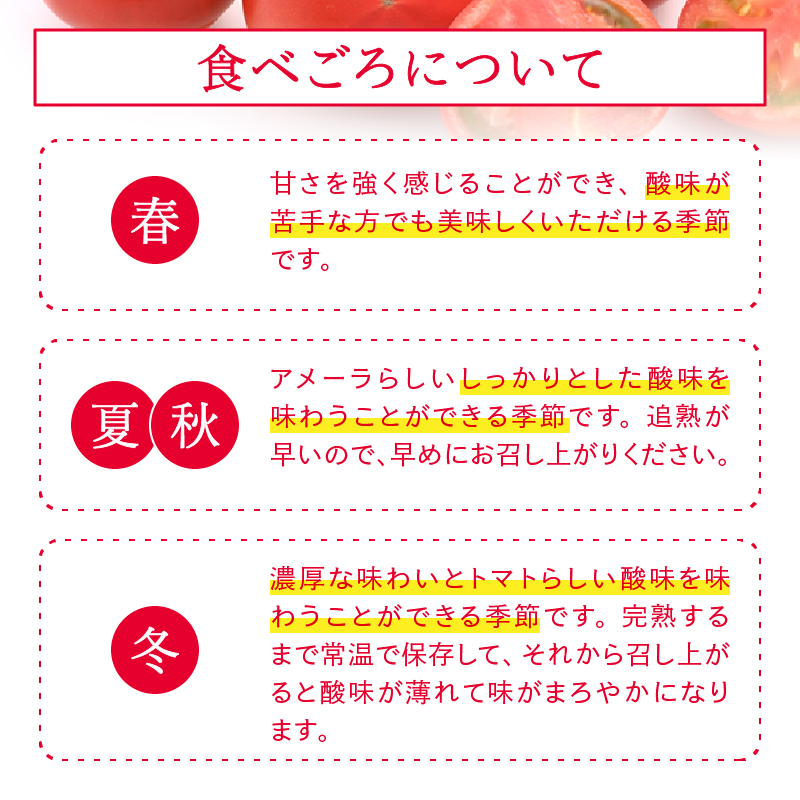 a10-371　【2026年1月より順次発送】アメーラ トマト 高糖度 トマト 産地 直送 化粧箱入