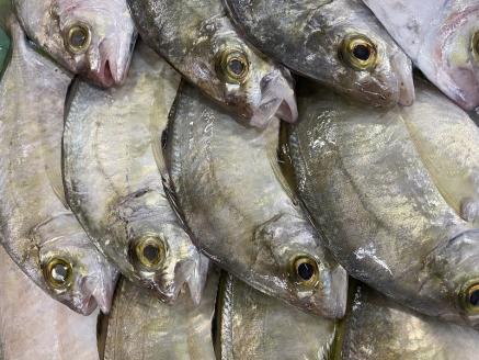 a10-431　【チルドでお届け】朝干しひものセット5種以上！