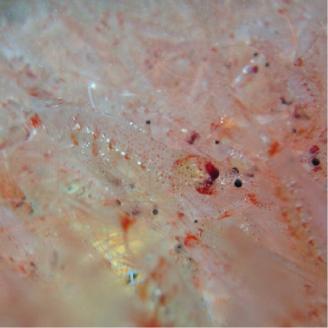 a10-962　お刺身用 生桜えび 300g 小分け 冷凍