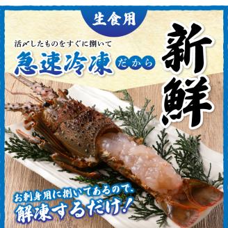 b100-035　伊勢海老 三昧セットC 刺身用＋焼物用