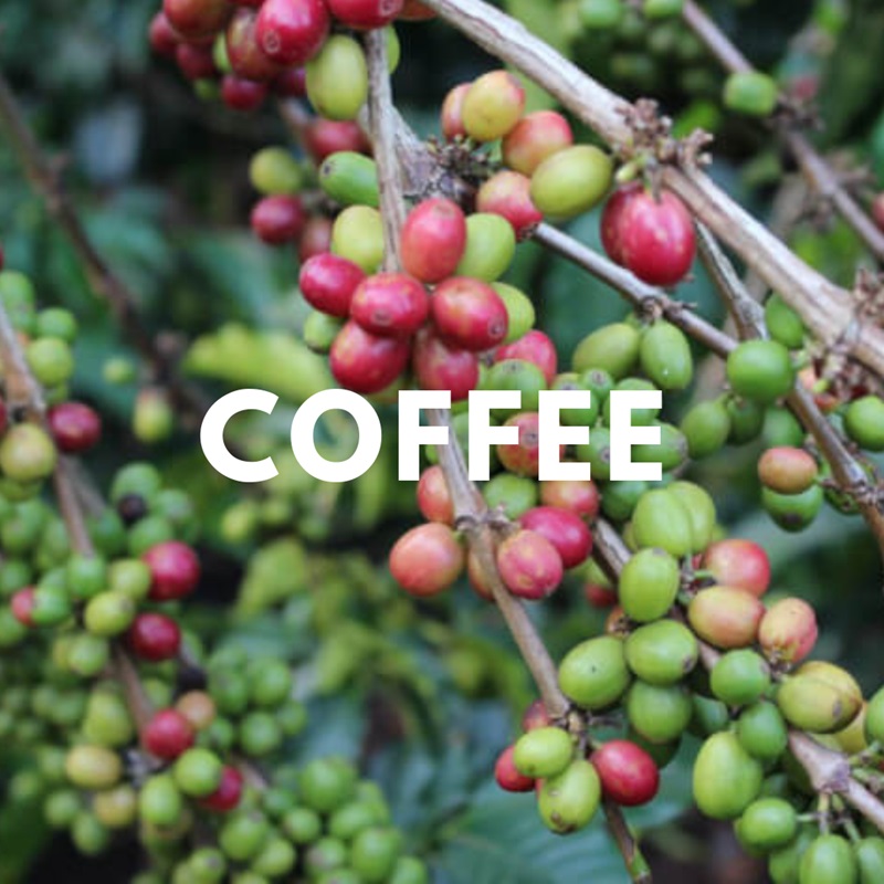 a10-065 自家焙煎コーヒーバッグ20杯分