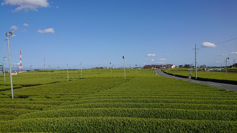 a10-1151　焼津ほうじ茶三種類飲み比べセット 6袋