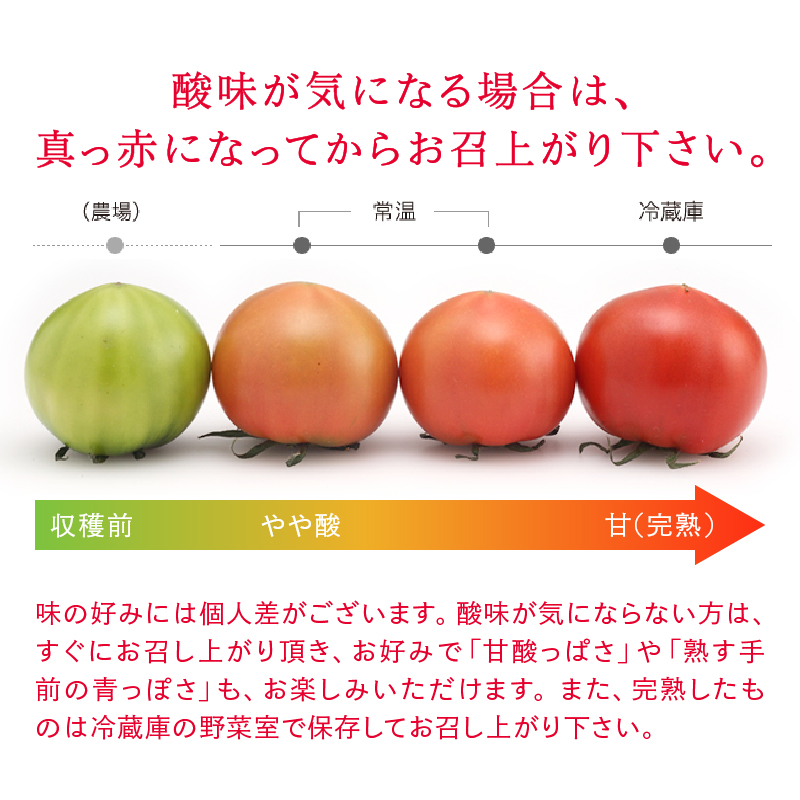 a10-371　【2026年1月より順次発送】アメーラ トマト 高糖度 トマト 産地 直送 化粧箱入