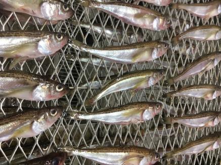 a10-431　【チルドでお届け】朝干しひものセット5種以上！