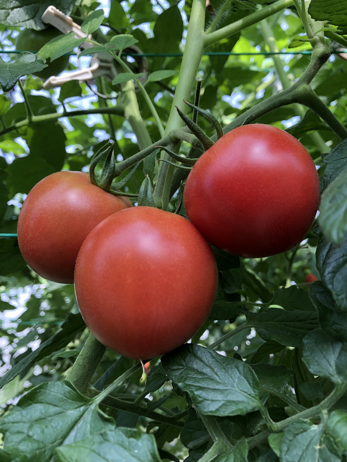 a11-120　トマト　詰合せ　約2.7kg　農園　直送　新鮮　農家