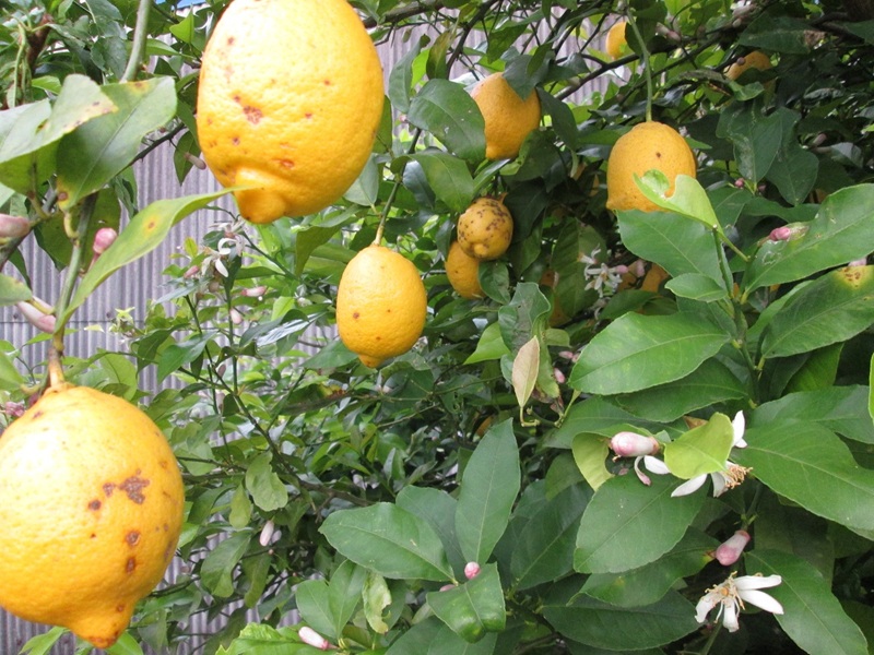 a10-783　酒 料理 にピッタリ 無農薬 無添加 レモン ジャム 5本