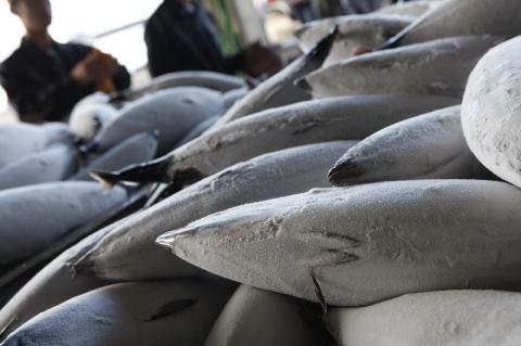 a10-940　削りたて 鰹 本枯節削り