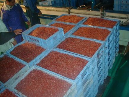 a10-962　お刺身用 生桜えび 300g 小分け 冷凍