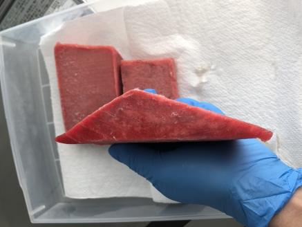 a10-1077　マグロ 赤身 訳あり 刺身 ホンマグロ 天身 約500g