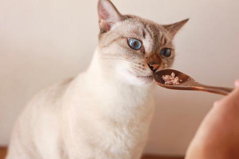 a18-058　ねこのかつおくん15パックセット