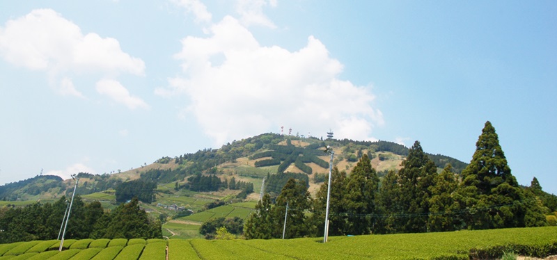 a19-003　世界農業遺産「茶草場農法」の深蒸し茶５本セット