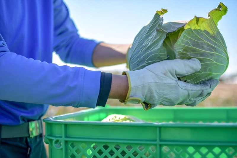 a30-310　【定期便 全3回】ジモベジ 野菜 セット