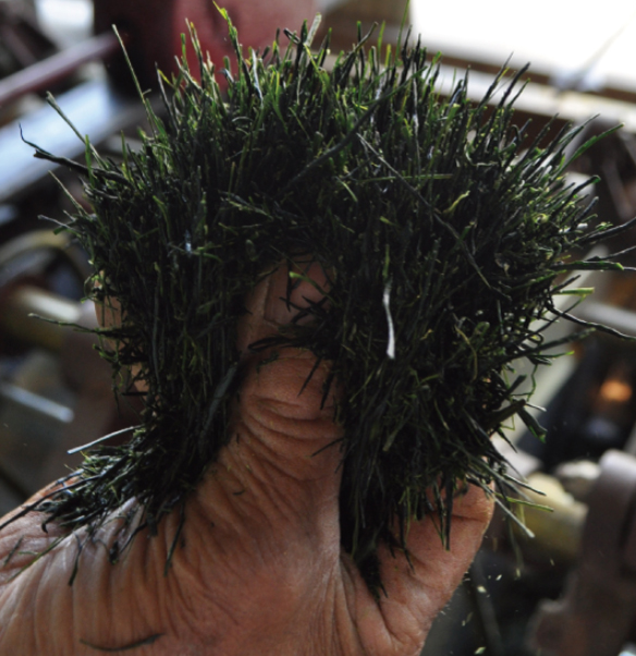 a37-001　玉露名人　前島東平さんの玉露　２本