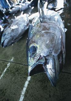 b200-033　【定期便6回】訳あり南まぐろあれこれ1.5kg以上