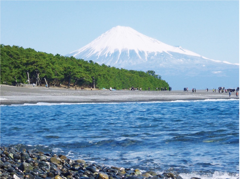 a10-1026　焼津産一本釣り わら松葉炙りかつお 約1kg