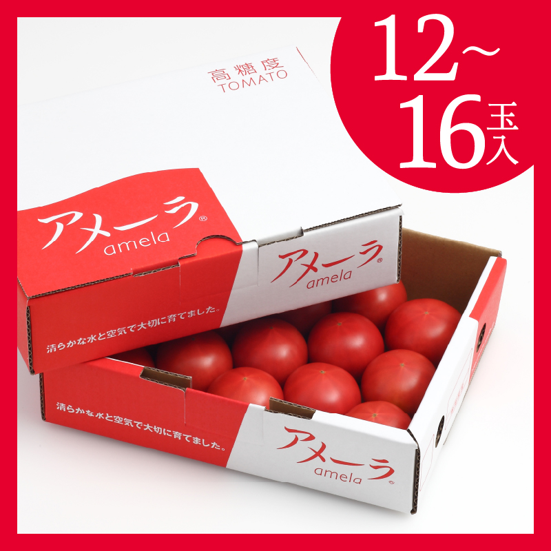 a10-371　【2026年1月より順次発送】アメーラ トマト 高糖度 トマト 産地 直送 化粧箱入
