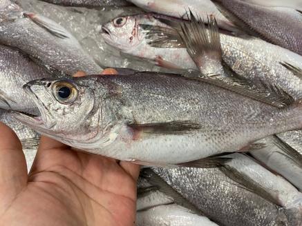 a10-431　【チルドでお届け】朝干しひものセット5種以上！