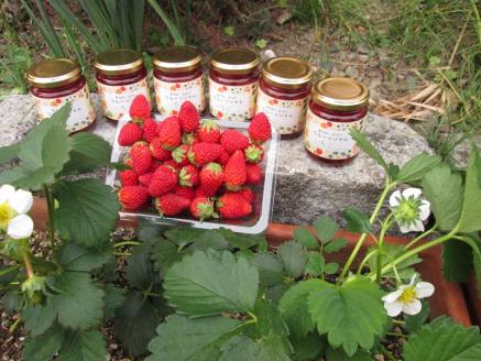 a10-915　無添加 手作り いちごジャム 6本 セット