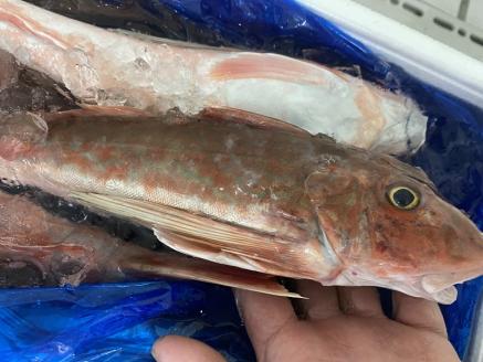 a15-383　【チルドでお届け】朝干しひものセット6種以上！