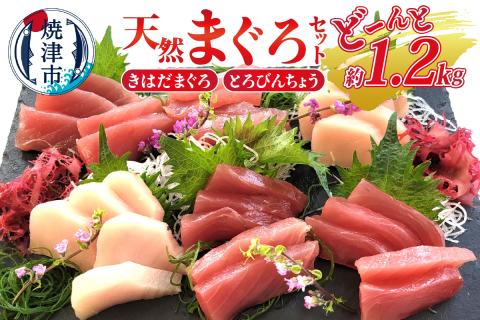 a10-908　天然 まぐろ セット（とろびんちょう・きはだまぐろ） 約1.2kg
