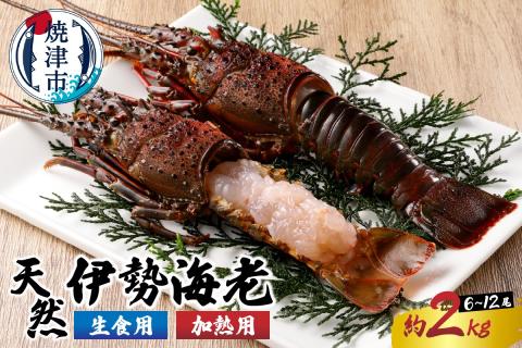 b100-035　伊勢海老 三昧セットC 刺身用＋焼物用