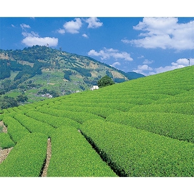 掛川茶　名人茶師　100g×5本【配送不可地域：離島・沖縄県】