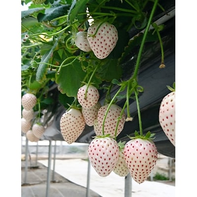 静岡県産いちご　赤＆白イチゴ　食べ比べ2パック【配送不可地域：離島・北海道・沖縄県・東北・中国・四国・九州】