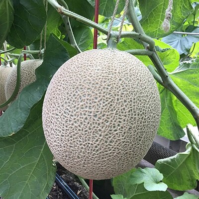 静岡県産　高級アローマメロン　白級 約1.4kg× 4玉( 2玉×2箱 )【配送不可地域：離島・北海道・沖縄県】