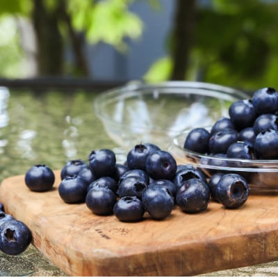 2026年発送【ハウス栽培】季節限定の国産『生ブルーベリー』太陽の恵みを沢山浴び新鮮で大粒。【配送不可地域：離島・北海道・沖縄県・四国・九州】