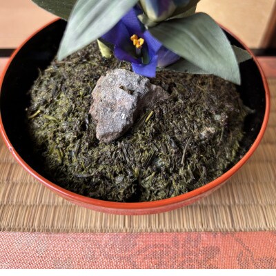 【春 桜】四季を彩る創作草もの盆栽(工芸品)～工房 椿【配送不可地域：離島・北海道・沖縄県】