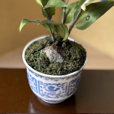 【夏　つゆ草】四季を彩る創作草もの盆栽(工芸品)～工房椿【配送不可地域：離島・北海道・沖縄県】