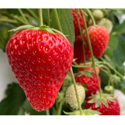 【2025年11月下旬出荷開始】総重量約1000g　掛川市産・紅ほっぺ レギュラーパック 4パック入【配送不可地域：離島・北海道・沖縄県・四国・九州】