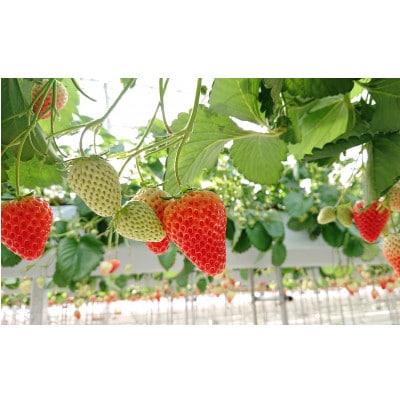 いちごてらすの本格ジェラート3種セット(いちご・いちごミルク・ジャージーミルク　各2カップ)【配送不可地域：離島・北海道・沖縄県・四国・九州】