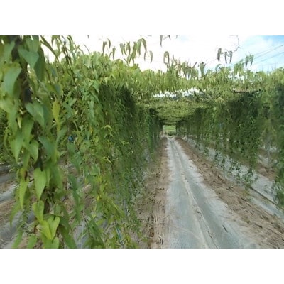 掛川特産　倉真自然薯(くらみじねんじょ)約1kg　数量限定(11月中旬～1月初旬出荷)ハラダファーム【配送不可地域：離島・北海道・沖縄県】