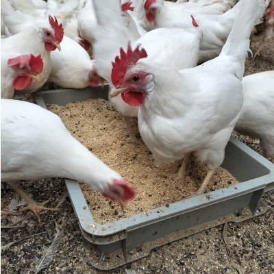 みんなのたまご　赤玉、白玉、青玉、三色の卵の詰め合わせ【配送不可地域：離島・沖縄県】