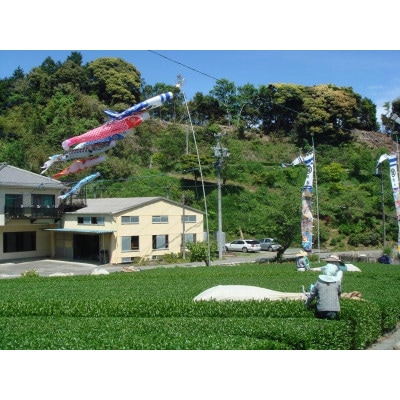 掛川の小さな茶農家直送 農業遺産茶草場実践工場 深蒸し掛川茶「うぐいす」 200g×2【配送不可地域：離島・沖縄県】