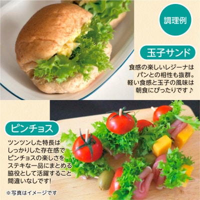 【こだわりの1種×6株】リーフレタス「掛川ラットューガ・レジーナ」【配送不可地域：離島・北海道・沖縄県・四国・九州】