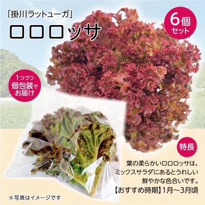 【1種×6株】山里の湧き水育ちリーフレタス「掛川ラットゥーガ・ロロロッサ」【配送不可地域：離島・北海道・沖縄県・四国・九州】