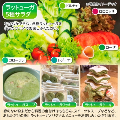 リーフレタスパウダー計10gと掛川ラットューガ5種×1株セット【配送不可地域：離島・北海道・四国・九州】