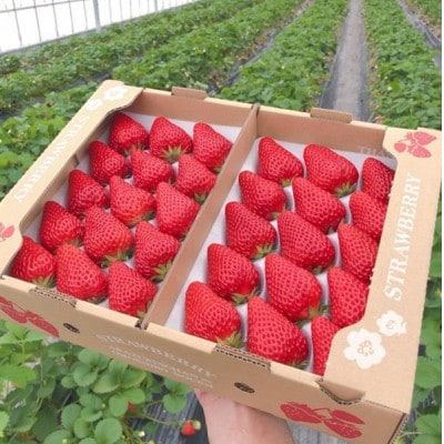 紅ほっぺ  大粒　約500g×2パック【配送不可地域：離島・北海道・沖縄県・四国・九州】