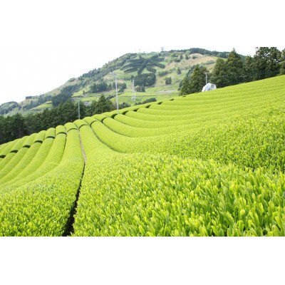 掛川東山茶「ききょう」茶葉　5g×30袋【配送不可地域：離島・沖縄県】