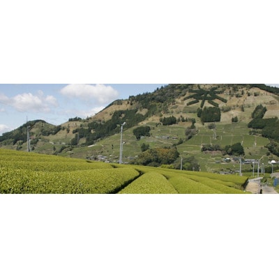 掛川東山茶「ささゆり」ティーバッグ　5g×30袋【配送不可地域：離島・沖縄県】