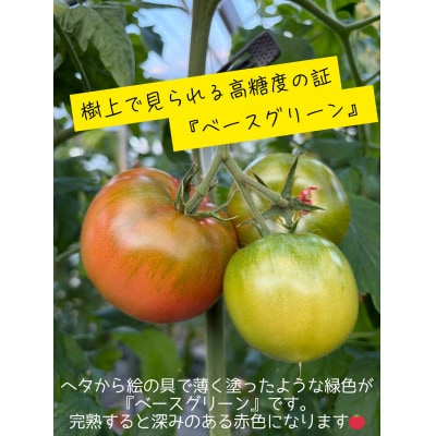 Show Farmの『大玉トマト』(品種:桃太郎トマト)計 約3.5～4kg【配送不可地域：離島・沖縄県】