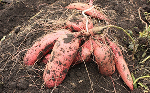 静岡県掛川市　おいもやの焼き芋8袋セット【配送不可地域：離島・北海道・沖縄県・四国・九州】