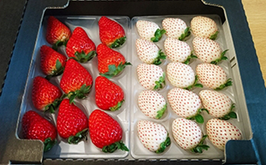 静岡県産いちご　赤＆白イチゴ　食べ比べ2パック【配送不可地域：離島・北海道・沖縄県・東北・中国・四国・九州】