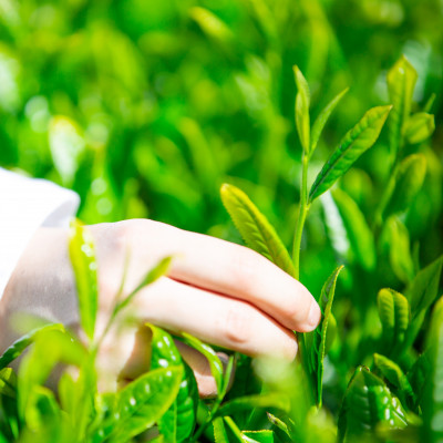 新茶 掛川市奨励品種さえみどり50g×2本 日本茶AWARD受賞茶園のお茶 静岡県掛川市 茶農家直送【配送不可地域：離島・沖縄県】